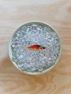 TACKLE BOX - Beaded Fish Charms (Medium)