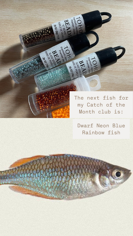 Catch of the Month Fish Club: Dwarf Neon Blue Rainbow Fish (PREORDER)