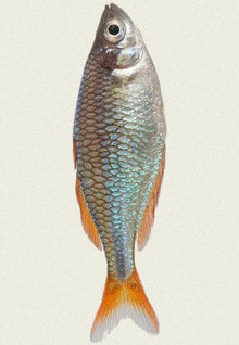  Catch of the Month Fish Club: Dwarf Neon Blue Rainbow Fish (PREORDER)