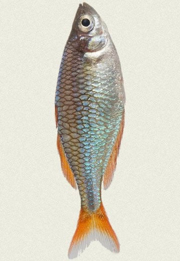 Catch of the Month Fish Club: Dwarf Neon Blue Rainbow Fish (PREORDER)