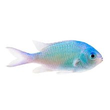  Catch of the Month Yarn + Fish Club February: Blue-Green Chromis (PREORDER)